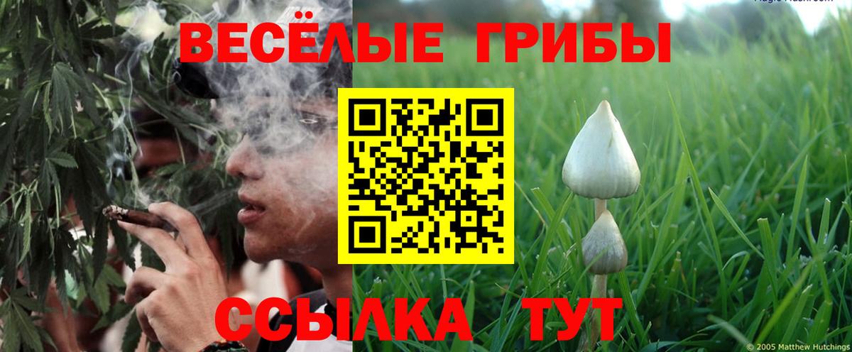 Псилоцибиновые грибы Psilocybine cubensis Надым